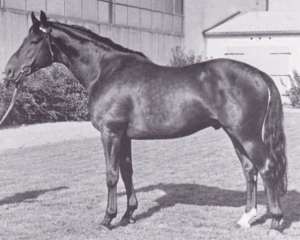 stallion Colombo (Holsteiner, 1960, from Cottage Son xx)