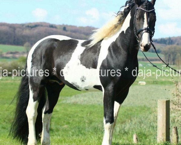 stallion Sir Ludwig (Pinto, 2008, from Sky)
