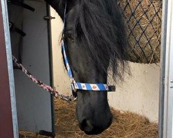 dressage horse Ludske (KWPN (Royal Dutch Sporthorse), 2003, from Ulbert 390)