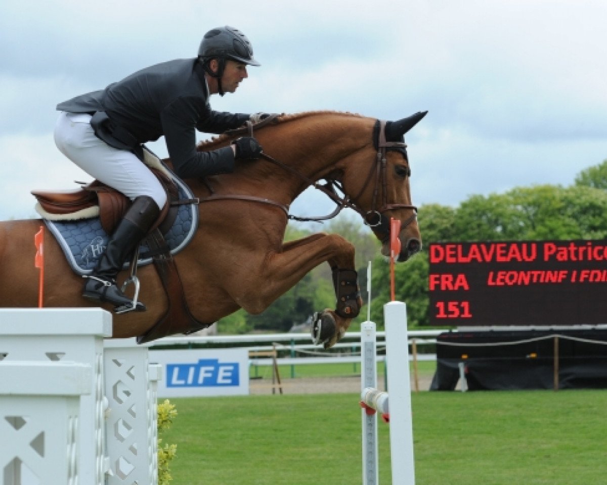 jumper Leontine Ledimar Z H D C (Zangersheide riding horse, 2007, from Lovefever II)