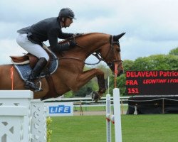 jumper Leontine Ledimar Z H D C (Zangersheide riding horse, 2007, from Lovefever II)