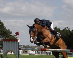 jumper Olympique Libellule (Selle Français, 2002, from Jarnac)