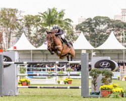 jumper Landpeter Do Feroleto (Brazilian horse, 2002, from Landritter)