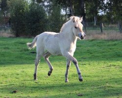 broodmare Klosterhof's Neeltje (Fjord Horse, 2014, from Illmo)