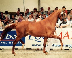 broodmare Hortense (KWPN (Royal Dutch Sporthorse), 2012, from Glock's Dream Boy)