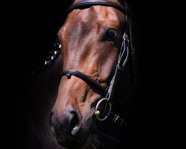horse Lascaux (Rhinelander, 2006, from Laurentianer)