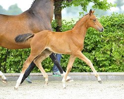 broodmare Amazing Rose (Oldenburg show jumper, 2015, from Naldo 29)