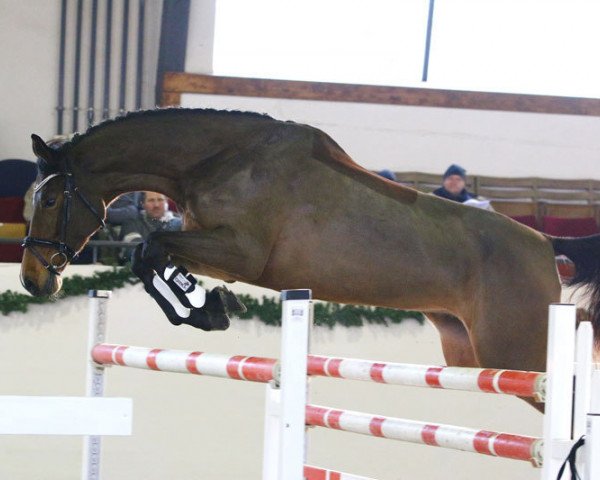 Zuchtstute Nalina G (Deutsches Sportpferd, 2011, von Carrico)