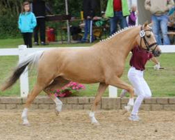 Zuchtstute Bona Goldika S (Deutsches Reitpony, 2012, von Golden Rock)