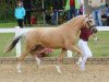 broodmare Bona Goldika S (German Riding Pony, 2012, from Golden Rock)