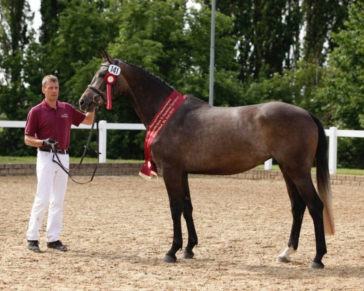 Springpferd Peaches GE (Deutsches Sportpferd, 2012, von Quick Amour GE)