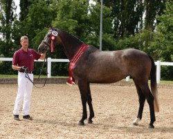 jumper Peaches GE (German Sport Horse, 2012, from Quick Amour GE)