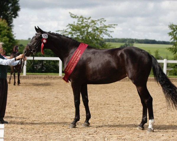 broodmare Darling (German Sport Horse, 2012, from Decurio 3)