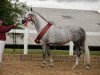 broodmare Perelisa (German Sport Horse, 2011, from Colestus)