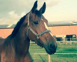 dressage horse Qookie (Westphalian, 2008, from Quintender 2)