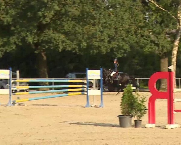 Süddeutsche Ponymeisterschaften Rot am See- Musdorf 2021