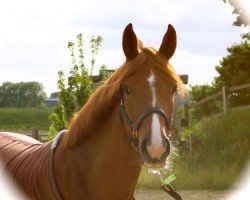 jumper Vipino CR (German Riding Pony, 2008, from Voyager 2)