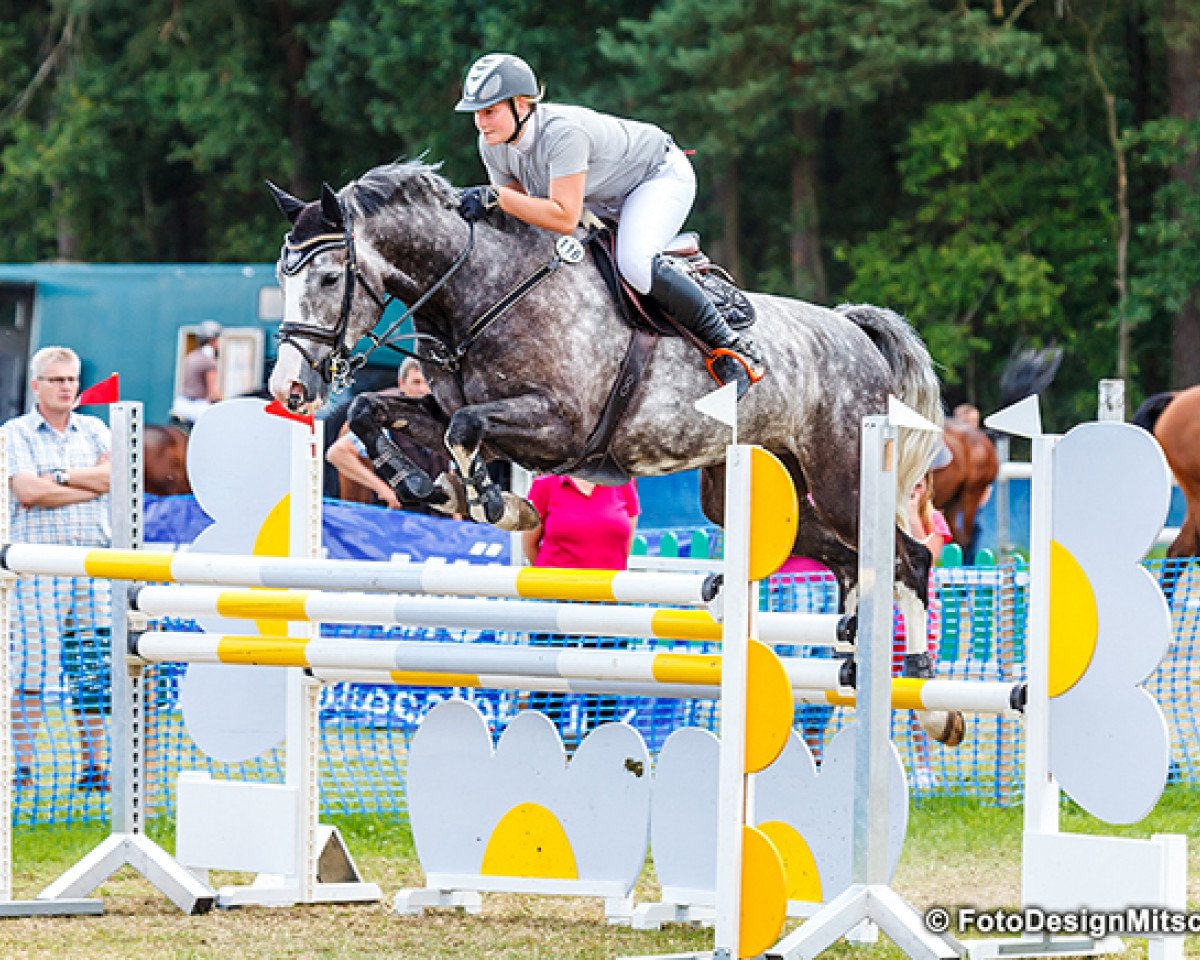 Springpferd Es Beunder (KWPN (Niederländisches Warmblut), 2009, von Singapore)