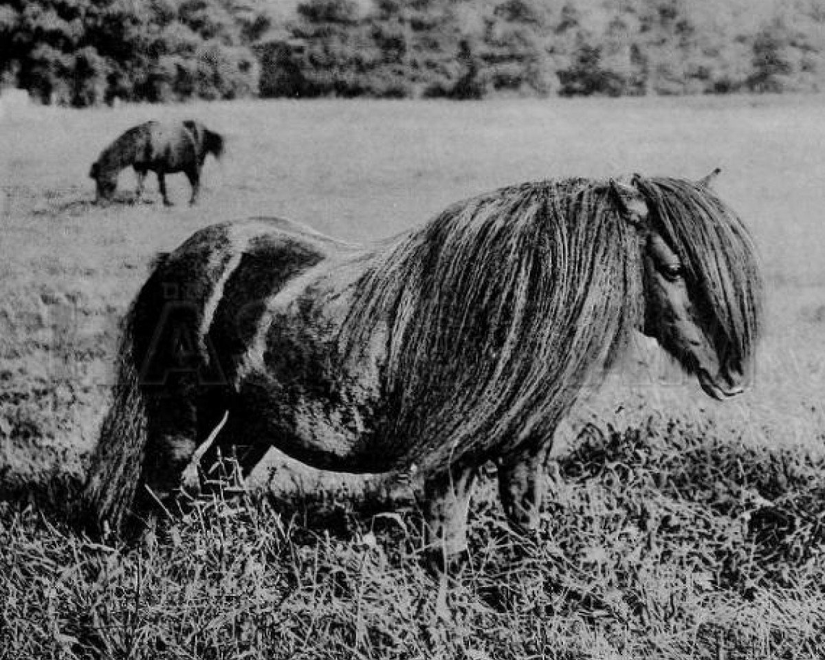 Deckhengst Multum in Parvo (Shetland Pony, 1884, von Lord of the Isles)