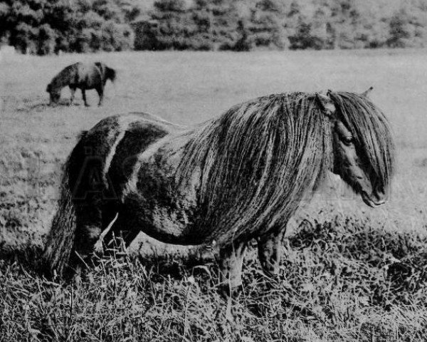stallion Multum in Parvo (Shetland Pony, 1884, from Lord of the Isles)