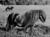 Deckhengst Multum in Parvo (Shetland Pony, 1884, von Lord of the Isles)