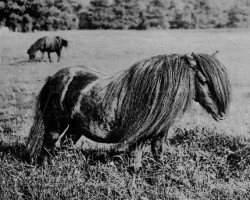 Deckhengst Multum in Parvo (Shetland Pony, 1884, von Lord of the Isles)