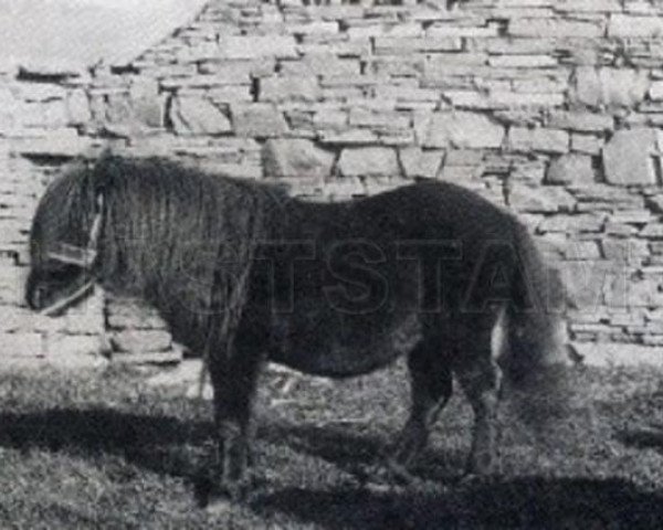stallion Lord of the Isles (Shetland Pony, 1875, from Jack)