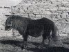 Deckhengst Lord of the Isles (Shetland Pony, 1875, von Jack)