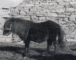 stallion Lord of the Isles (Shetland Pony, 1875, from Jack)