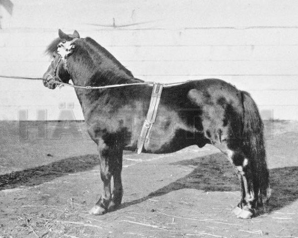 stallion Oman (Shetland Pony, 1885, from Prince of Thule)