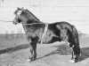 Deckhengst Oman (Shetland Pony, 1885, von Prince of Thule)