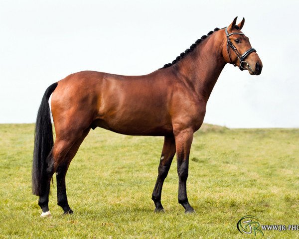 stallion Jake Johnson (KWPN (Royal Dutch Sporthorse), 2011, from Glock's Johnson Tn)