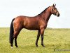 stallion Jake Johnson (KWPN (Royal Dutch Sporthorse), 2011, from Glock's Johnson Tn)