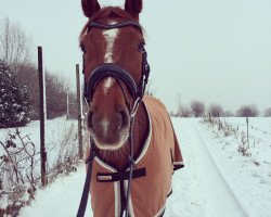 horse Rubinion (German Warmblood, 2006, from Rubin Rouge)