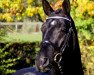 stallion Royal Mirage W (Hanoverian, 2002, from Rotspon)