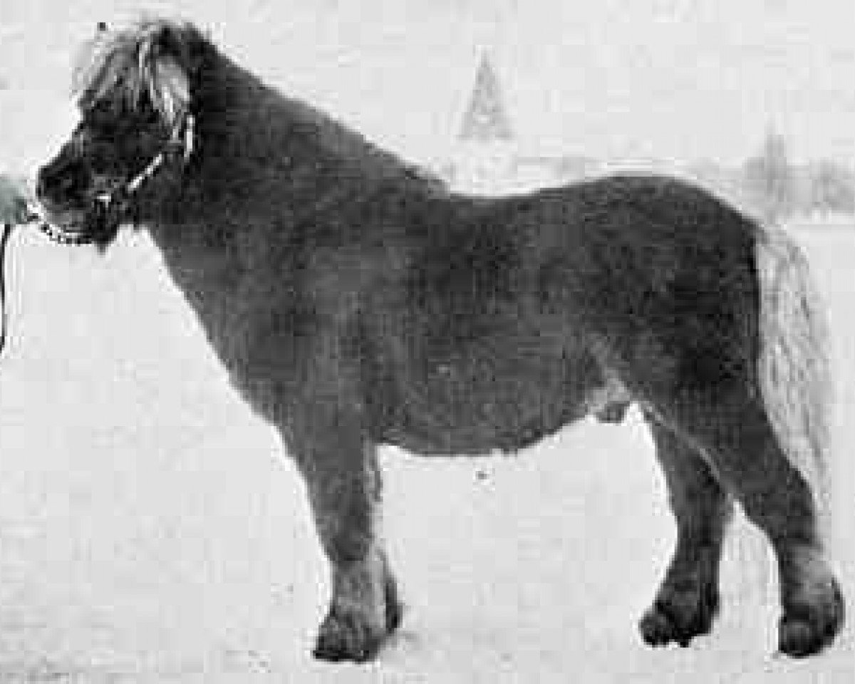 Deckhengst Firth Bracken (Shetland Pony, 1970, von Fireless of Marshwood)