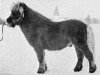 Deckhengst Firth Bracken (Shetland Pony, 1970, von Fireless of Marshwood)