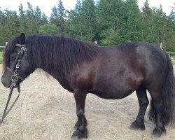 Zuchtstute Zsa Zsa (Shetland Pony, 2002, von Kärlingehults Orkan)