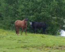 broodmare Rubina (Oldenburg, 2004, from Rubino Rosso)