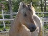 broodmare Jette Baroness (Fjord Horse, 1998, from Roni Baron)