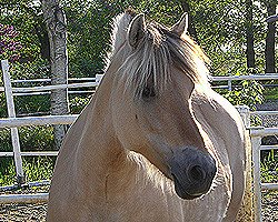 Zuchtstute Jette Baroness (Fjordpferd, 1998, von Roni Baron)