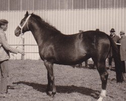 broodmare Visa (Holsteiner, 1961, from Cottage Son xx)