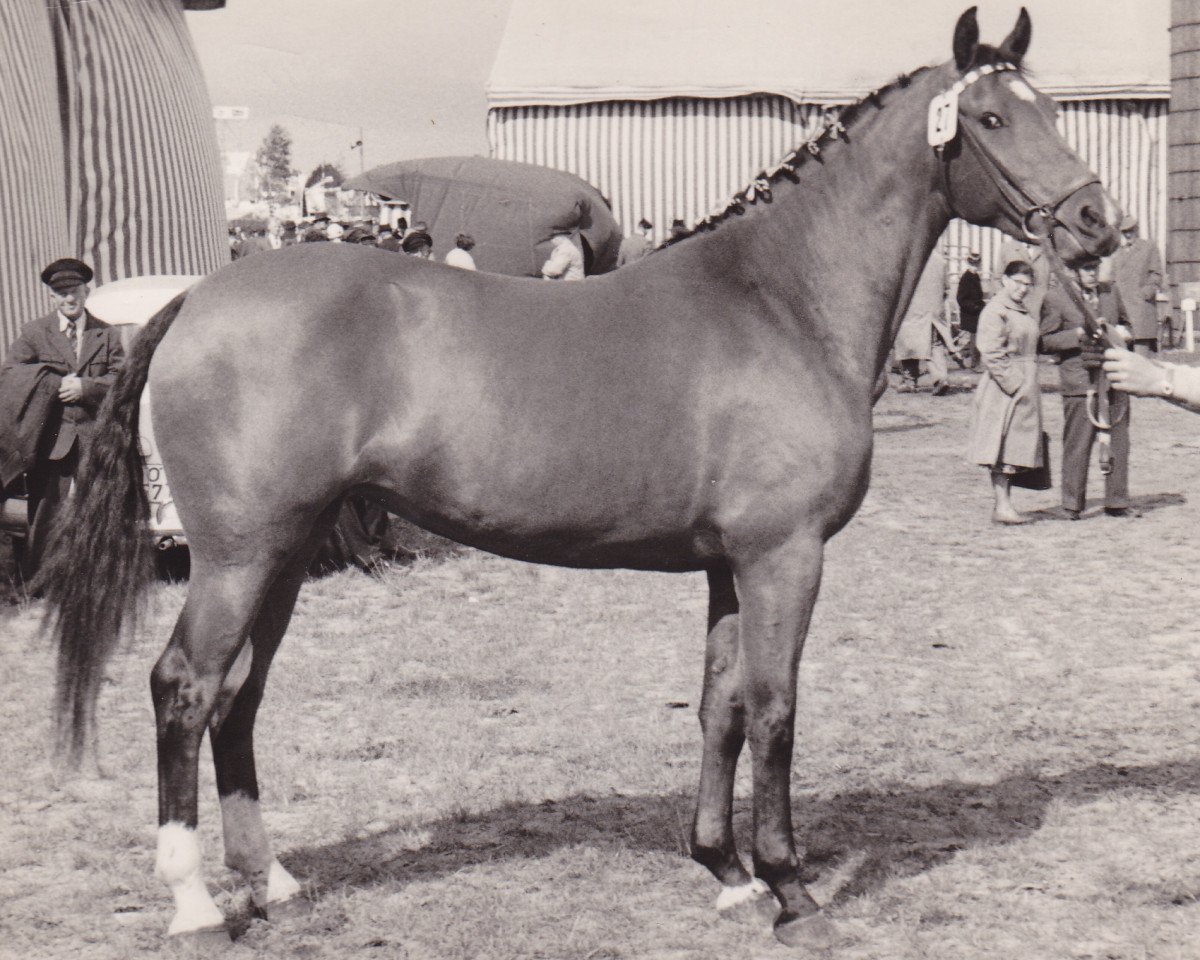 broodmare Troika (Holsteiner, 1959, from Fax I)