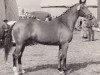 broodmare Troika (Holsteiner, 1959, from Fax I)