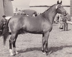 broodmare Troika (Holsteiner, 1959, from Fax I)