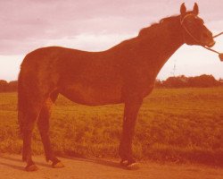 broodmare Beate I (Holsteiner, 1965, from Hanselmann)