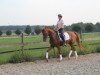 dressage horse Bellissima HM (Rhinelander, 2010, from Basic)