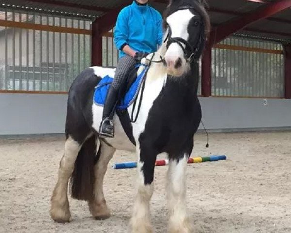 Pferd Sam (Tinker / Irish Cob / Gypsy Vanner, 2009)