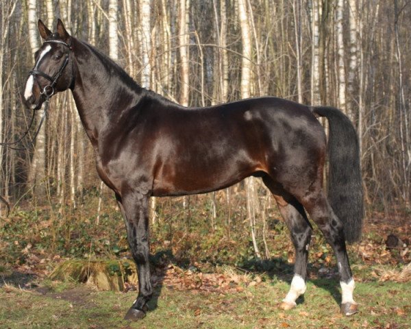 stallion Equistro van de Mispelaere (Belgian Warmblood, 2004, from Querlybet Hero)