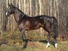 stallion Equistro van de Mispelaere (Belgian Warmblood, 2004, from Querlybet Hero)